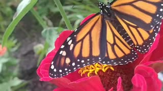 Monarch butterfly release