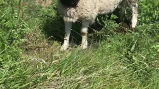 Passerby Saves Sheep Stuck in a Fence