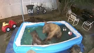 Bears Have Themselves a Pool Party