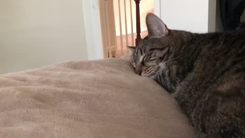 Gato molesto se enoja cuando lo despiertan de la siesta