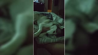 Husky refuses to let owner stop petting her