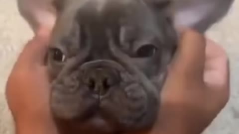 Wow! Very Good Baby Dogs -Cute And Funny Dog Videos Compilation #short