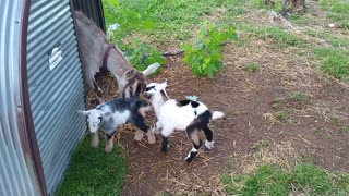 Two newborn mini Alpine goats