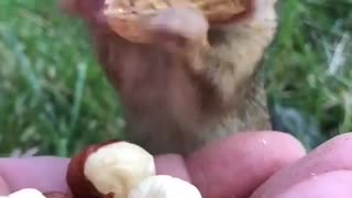 Dinky the SQUIRREL eats nuts