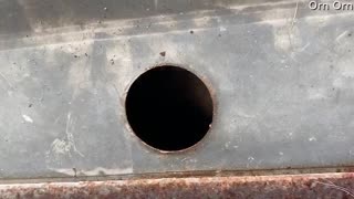 Pooch Peeks through a Peep Hole