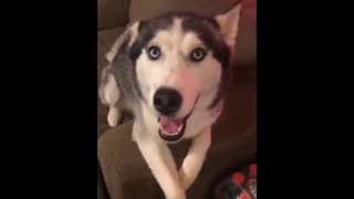 Funny And Cute Husky Puppies Compilation #18