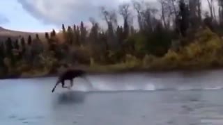 How Could That Happen? Moose Running On The Water😮 Viral Video