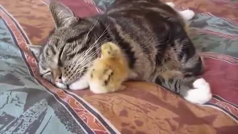 So cute cat freind with little chicken 🐹🐣