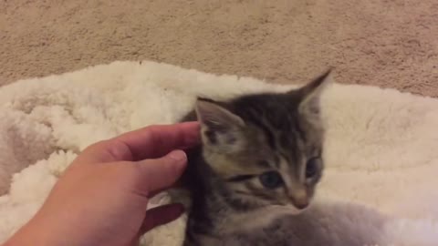 Chatting with a 3 week old kitten