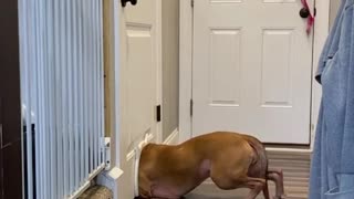 Funny Dog Videos try not to Laugh Impossible - Funniest Dogs Video 2021