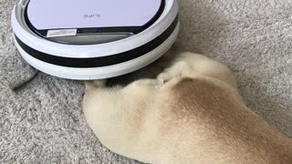French Bulldog Enjoys Massage from Robot Vacuum Cleaner