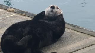 Sea Otter Showing off While Sunning on the Dock