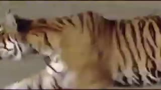 Rare tiger attack caught on camera