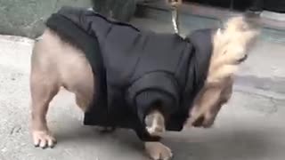 Check out this dog's reaction to his new jacket