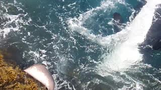 Orca Whales Chasing a Stingray in New Zealand