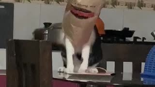 Kitty Gets Stuck Trying to Steal Food