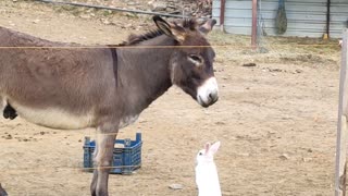 Donkey hangs out with his bunny best friend