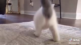 Funny cat dancing Amazing video