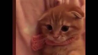 Adorable Cat Cute Action
