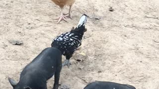 Polish Chicken stealing food from the piglets LOL
