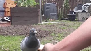 Pigeon going crazy U.K