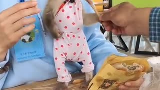 Cute baby animals Cute girl playing with her monkey pet