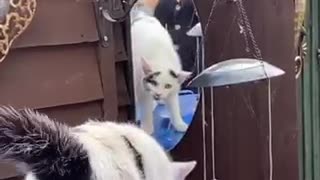 Totally bewildered cat doesn't understand her reflection in the mirror
