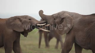 Elephants Fighting 2