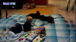 Adorable Sausage Dogs Videos - Funny Dogs Compilation