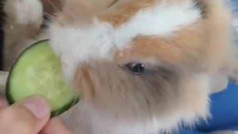 cute rabbit eating cucumber