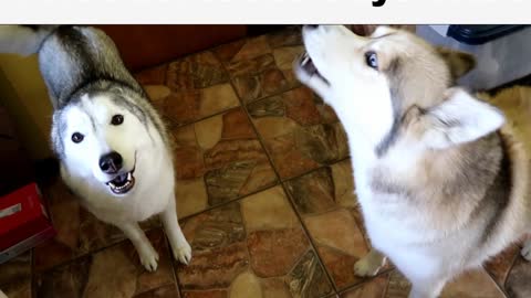 Huskies go crazy when owner says magic word