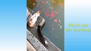 Funny Cats Video Compilation - Adorable Kittens