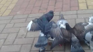 alimentando os pombos no parque pt1