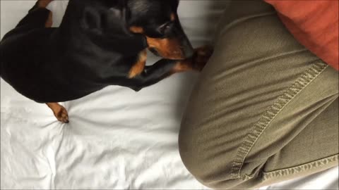 Dachshund digging like crazy on owners leg as she thinks a cookie is hidden beneath