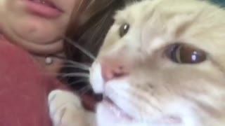 Grumpy Drooling Cat Swipes at Owner