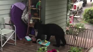 Bear Comes Back for Birdseed
