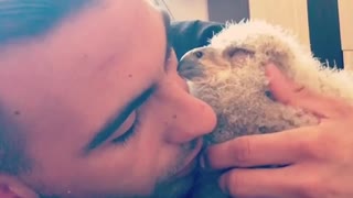 Baby Owl Preciously Cuddles With Its Owner
