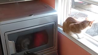 A cat. Doing cat shit.