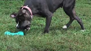 Pittie Rescued From A Chain LOVES Stuffed Animals