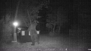 When a Bear Opens the Lid to Your Dumpster!