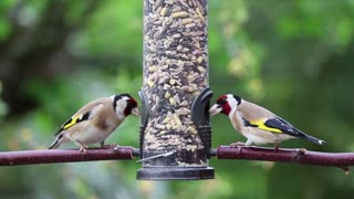 Gold Finches Amazing Nature