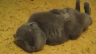 Funny animals falling asleep