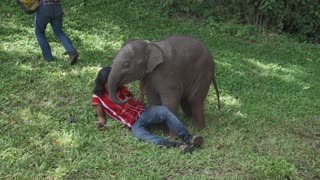 Baby Elephant Cuddles Overjoyed Travellers