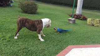 Bulldog and parrot are the ultimate best friends