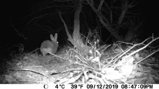 Bunny rabbit on high alert