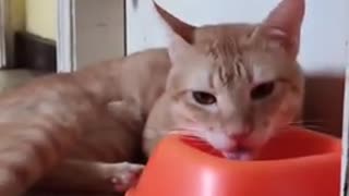 lazy cat drinking water
