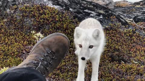 Encounter a young wild white Arctic Fox in Greenland