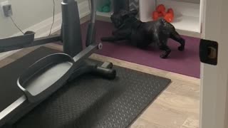 Health-conscious French Bulldog Adorably Performs His Yoga Routine