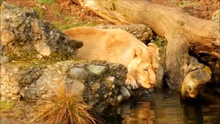 The lion drinks water alone