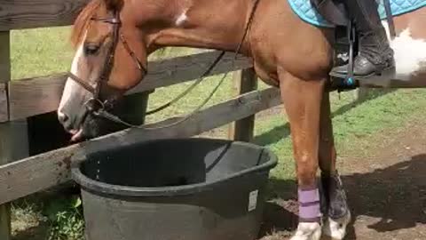 Horse taking a break from riding and literally sipping some water